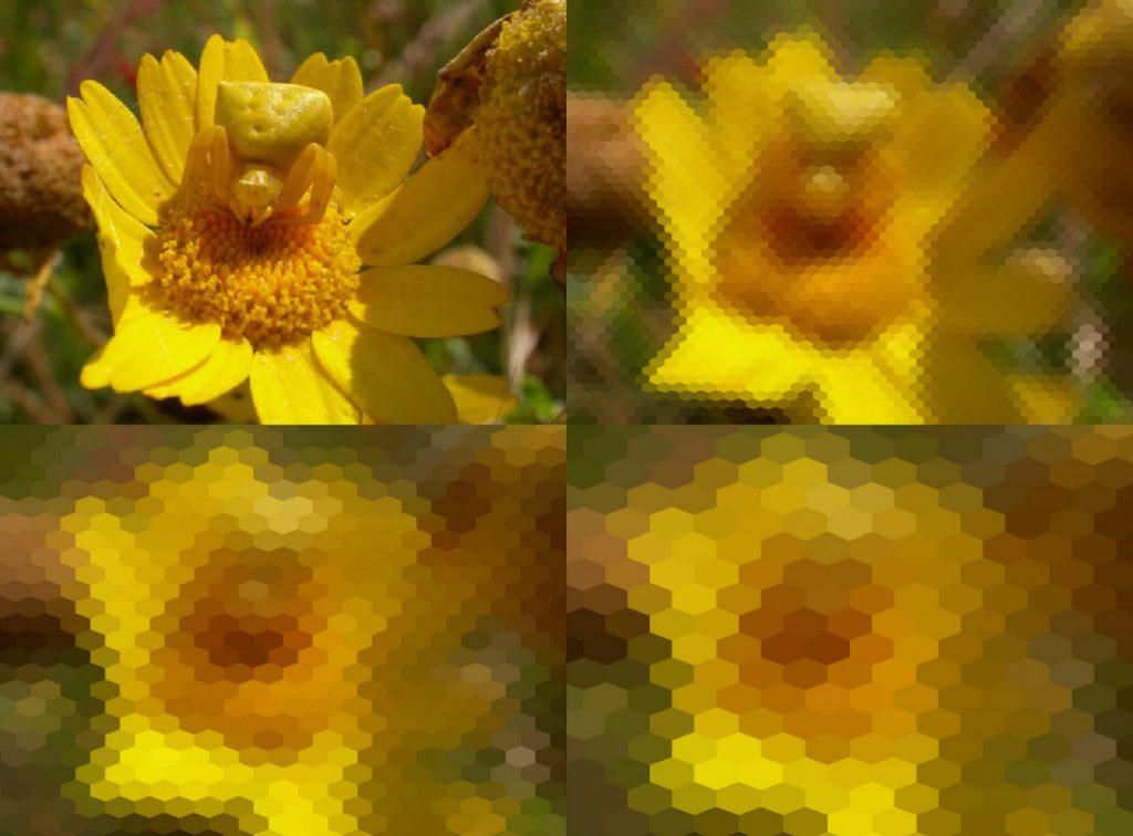 Araña de cangrejo, Thomisus onustus (arriba a la izquierda: fotografía Eva de Mas) y proyección sobre una retina de abeja a 5 cm (arriba a la derecha), 10 cm (abajo a la izquierda) y 15 cm (abajo a la derecha).